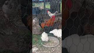 Chickens Sound Like Dinosaurs! #simpleliving #rooster #nature #growyourownfood