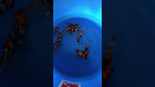 10 amazing koi fish in koi fish tank koi fish aquarium koi fish select
