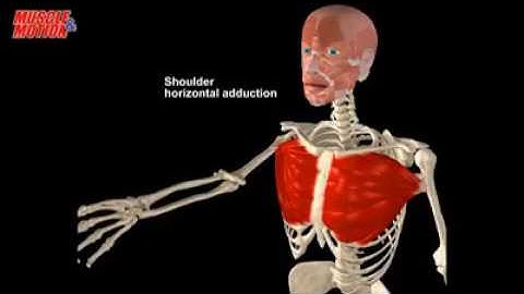 Pectoralis Major, Origin| Insertion| Actions
