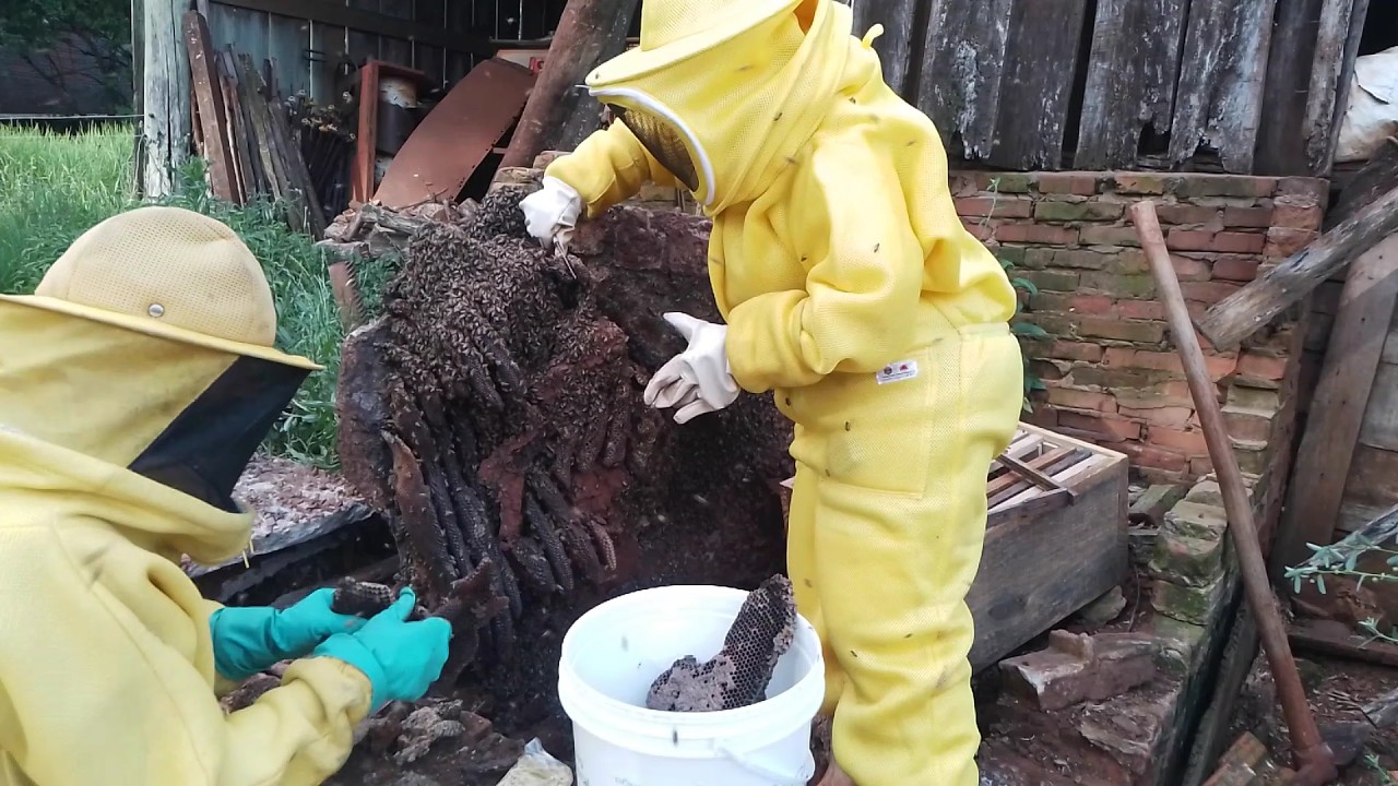 Resgate de enxame, mais de 20 anos nesse lugar 