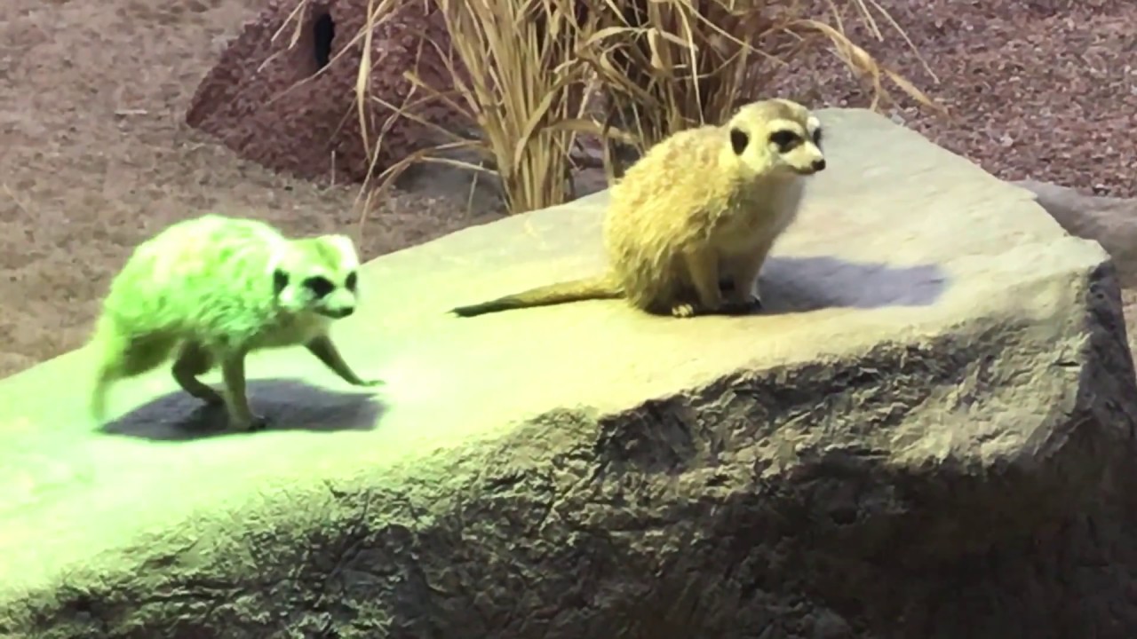 Welcome Meerkats! Saskatoon Forestry Farm Park & Zoo