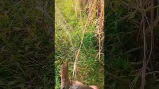 Download Lagu detik detik penangkapan burung sintar masuk jaring MP3 Download Lagu detik detik penangkapan burung sintar masuk jaring MP3
