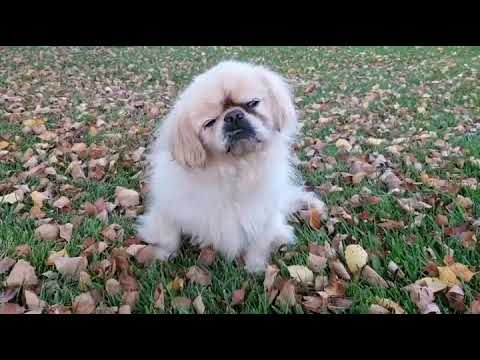 Video: Pekingese’in Dişlerini Temiz Tutmanın 3 Basit Yolu