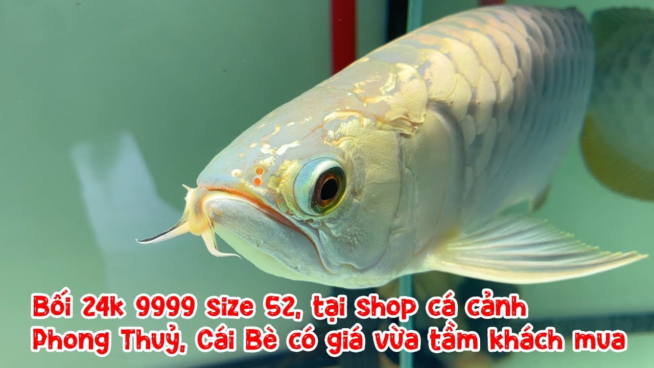 Bối 24k 9999 size 52, tại shop cá cảnh Phong Thuỷ, Cái Bè có giá vừa tầm khách mua