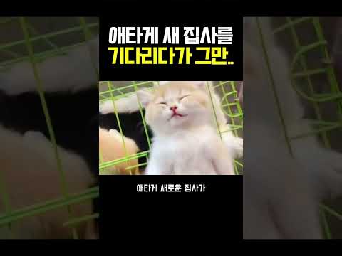 애타게 새 집사를 기다리다가 그만... thumbnail
