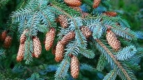 Picea sitchensis (Sitka spruce), Pinaceae