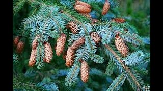 Picea sitchensis (Sitka spruce), Pinaceae