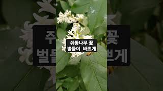 벌들이 열심히 일하는 모습 #공유자전거 #라이딩