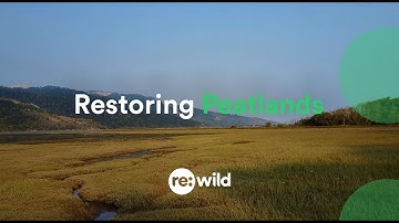 Restoring Peatlands