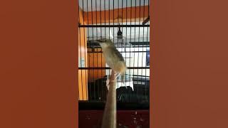 CIBLEK GUNUNG EDAN 4,5 MENIT TANPA JEDA