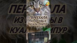 Было сложно😻, но мы справились! #переезд #кошки #релокация #эмиграция
