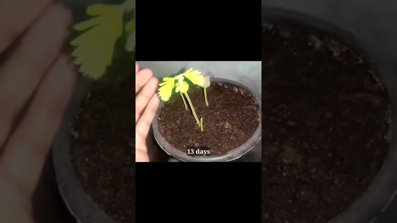 Grow Tamarind Imli From seed with Result || Easy Gardening