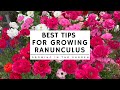 HOW to PLANT and GROW RANUNCULUS plus TIPS for growing ranunculus in HOT CLIMATES