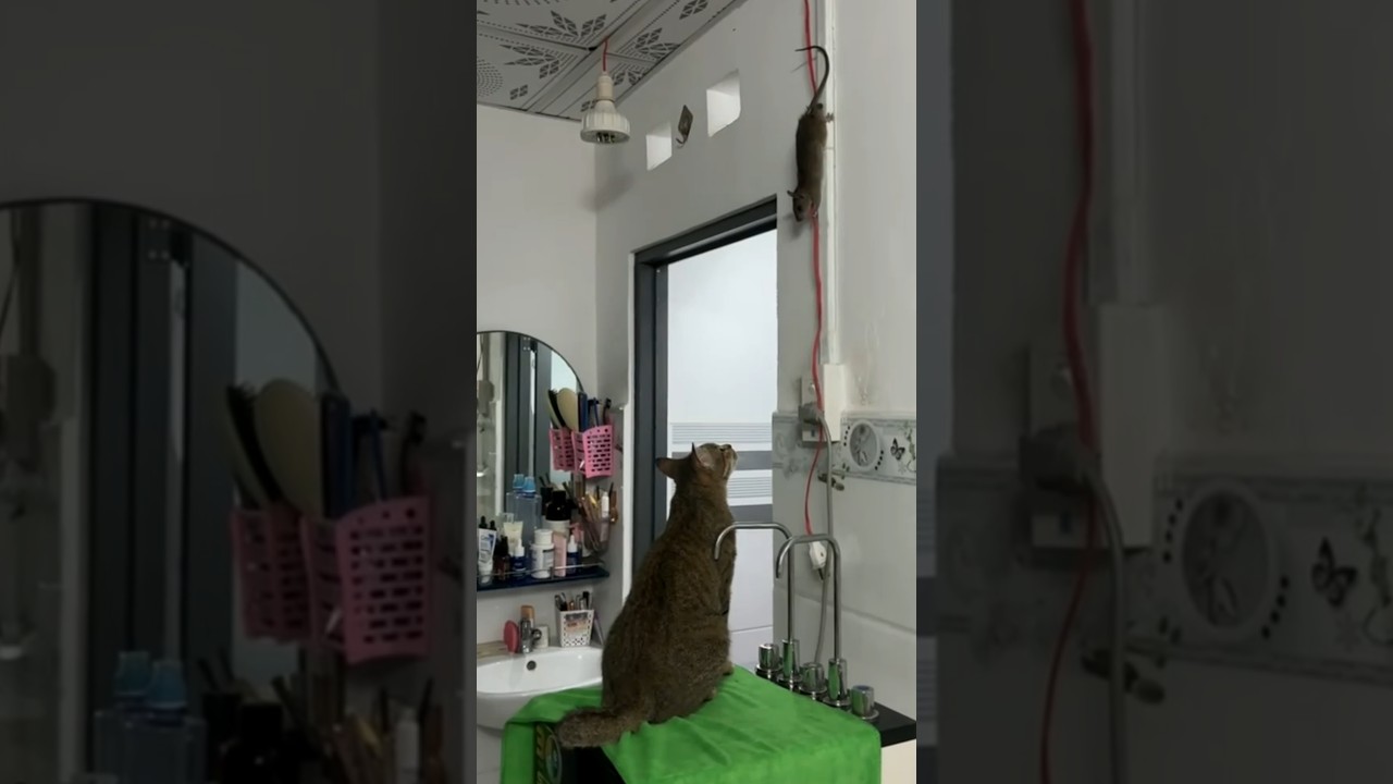 Cat Stares at Rat Hanging From Cable on Bathroom Wall