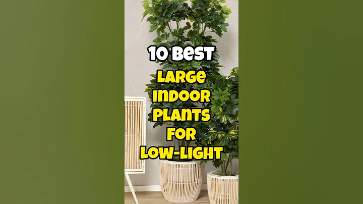 Best large indoor plants for low light ✅#houseplants #short