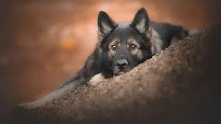 The Ultimate Guide to German Shepherd Dog Care and Training