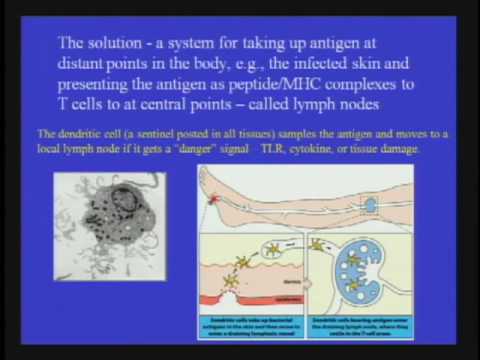 The Necessity of the Immune System thumbnail