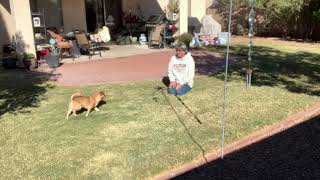 Cute Dog FOX Unedited Video of our GOB A View Of Both of Us Playing
