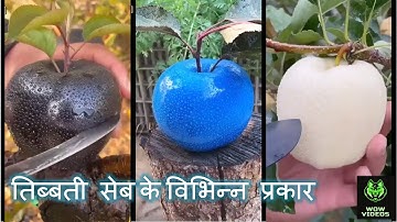A Colourful Tour of Tibetian Apples | तिब्बती सेब के विभिन्न प्रकार | WoW Videos