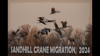 Sandhill crane migration 2024 | Nebraska, USA | The Great Migration | Rowe Sanctuary |Travel Vlog 28