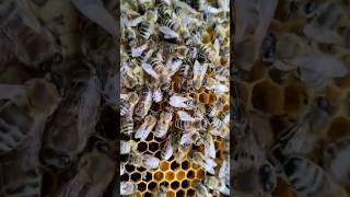 Reine des abeilles mellifères ??ملكة النحل A1