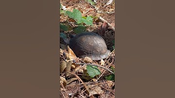 Box turtle I found in my backyard 🐢  #turtle #backyard #animals