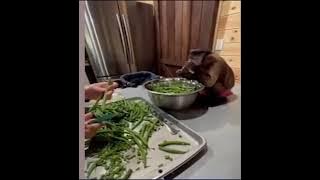 Monyet Membantu Memotong Sayuran | Monyet Gila membantu di Dapur