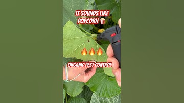 Organic Pest Control - Managing Squash Bugs #homesteading #pestcontrol
