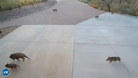 Invasion of the wild Javelina!!!  10122020