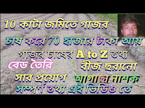 ভিডিও: কিভাবে একটি গাজর ক্যাসরল ছুটে যায়