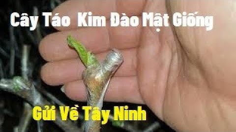 90 Cây Táo Kim Đào Mật Giống Gửi Cho Anh Khoa Tại Tây Ninh I Nui Doi Luc Ngan 98