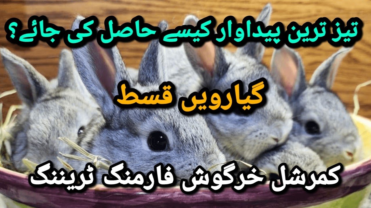 Rabbit Farming Training Episode 11 // How to Get Maximum Production