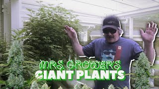 Mrs. Grower's Giant Plant Update