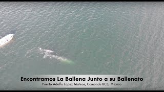 Ballena Gris Puerto Adolfo Lopez Mateos, Baja California Sur, México