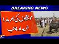 Cattle Markets See Heavy Stock but Weak Demand - Breaking News - Geo News