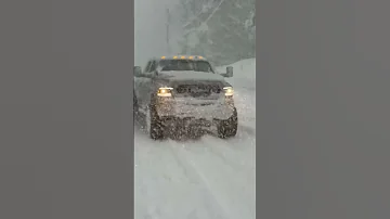 Ram In The Snow 