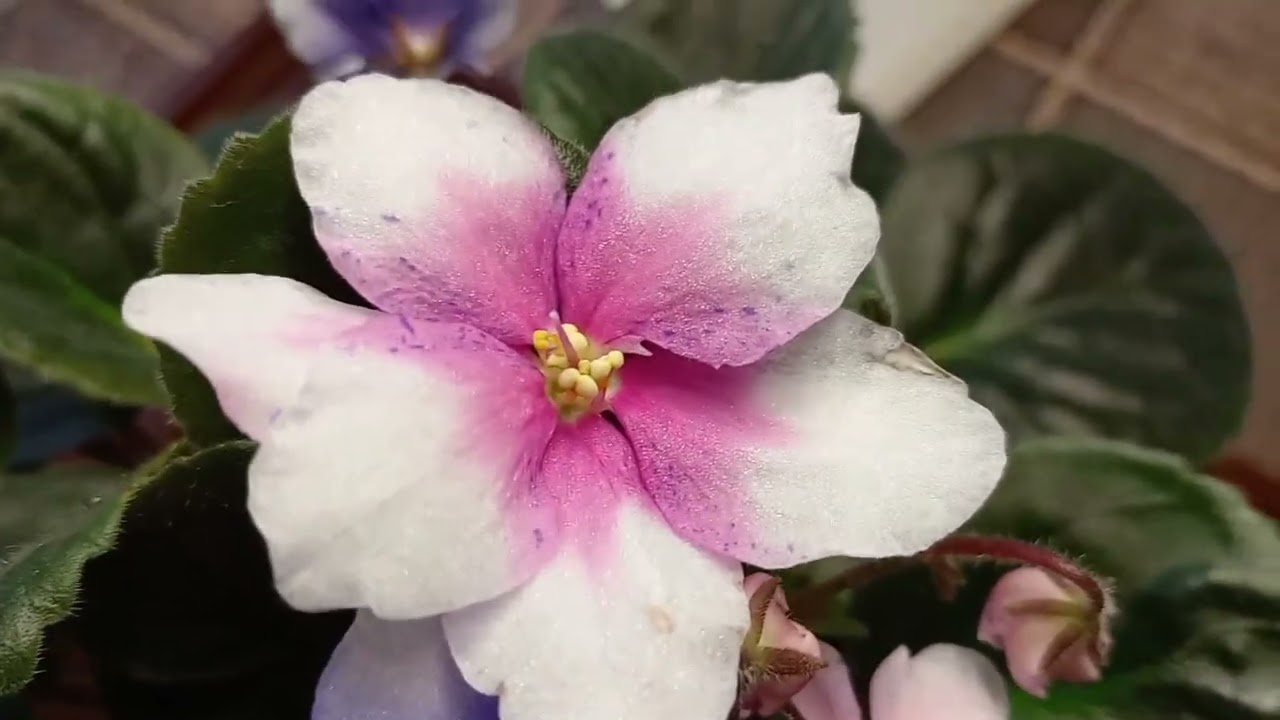 ХИМЕРЫ НА ПОДОКОННИКЕ.