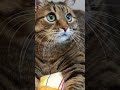 Сам с собой 🙀😉😁🤣 #cat #кот #юмор #котушка #позитив #популярное