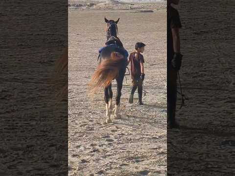 شباب البومب13      يوميات ترند حصان
