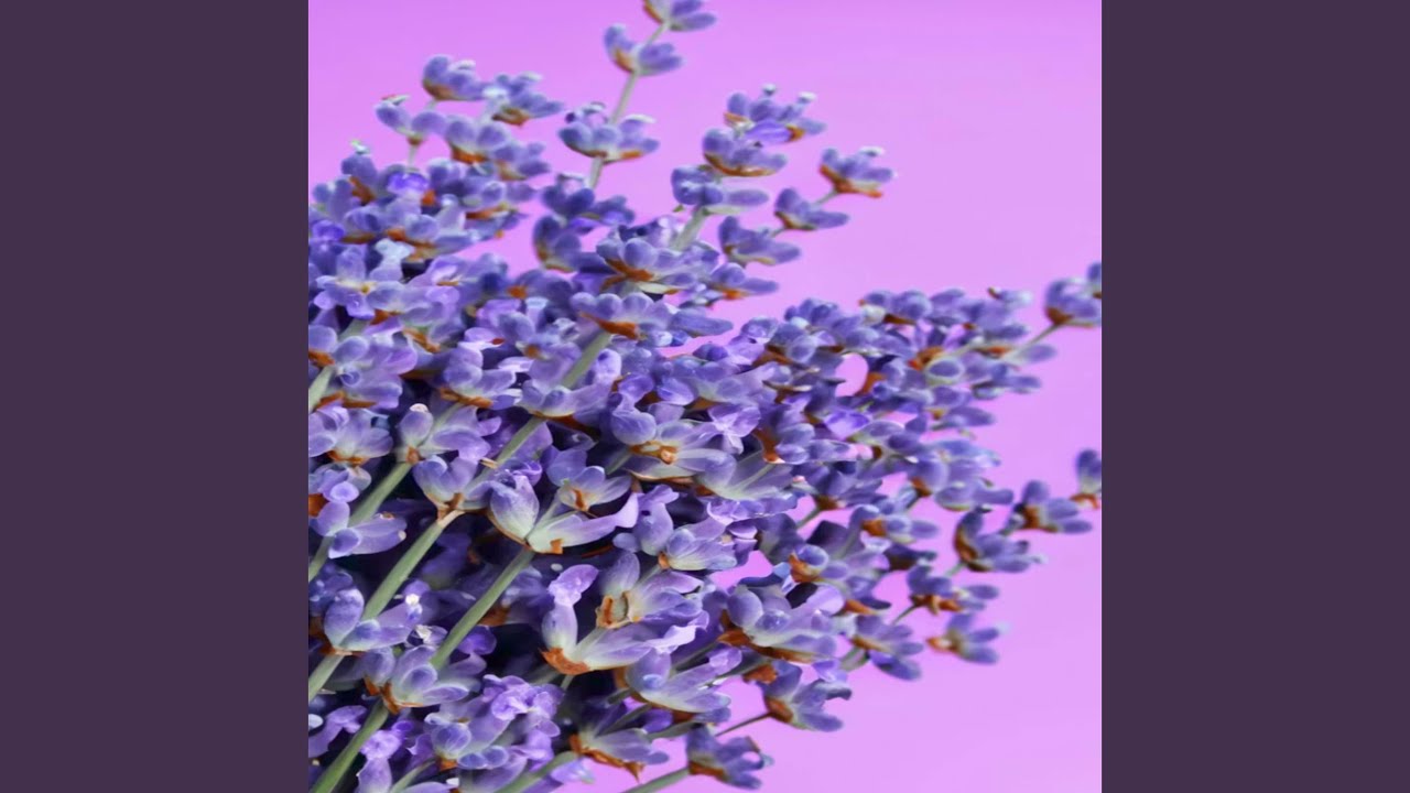 Watch Lavender on YouTube Watch Lavender on YouTube