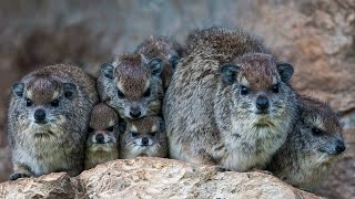 Hyraxes: Unexpected Elephant Relatives