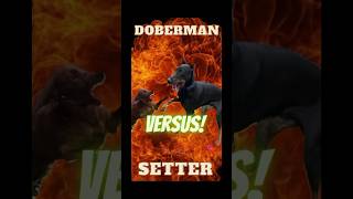 DOBERMAN Vs. IRISH SETTER (Who Will Win?) ‍