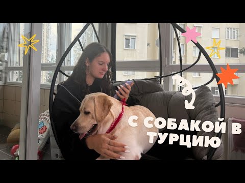 Переезд в Турцию на Машине с Собакой через Грузию: Отели, Документы, Пересечение Границы