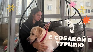 Переезд в Турцию на Машине с Собакой через Грузию: Отели, Документы, Пересечение Границы