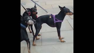 . 3 BEAUTIFUL MANCHESTER TERRIERS.