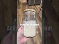 All about yeast