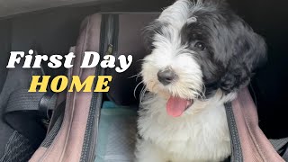 2 Months Old Puppy First Day Back Home