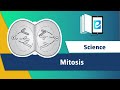 Mitosis  phases of mitosis  cell division animated science  elearn k12