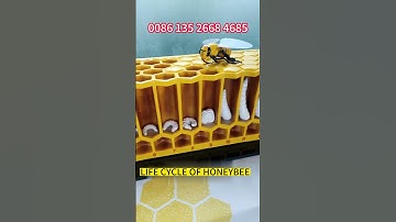The Life Cycle of a HoneyBee