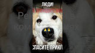 РЕКВИЗИТЫ В ШАПКЕ ПРОФИЛЯ. Не будьте равнодушными… #рек #рекомендации #помощьбездомным #приют